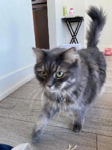 ❤️ Beautiful Angora Cat Looking for a Loving Home! - Photo 2