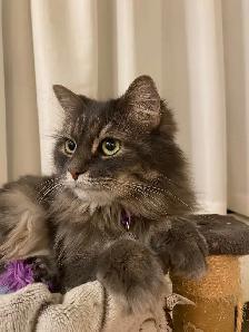 ❤️ Beautiful Angora Cat Looking for a Loving Home! - Photo 3