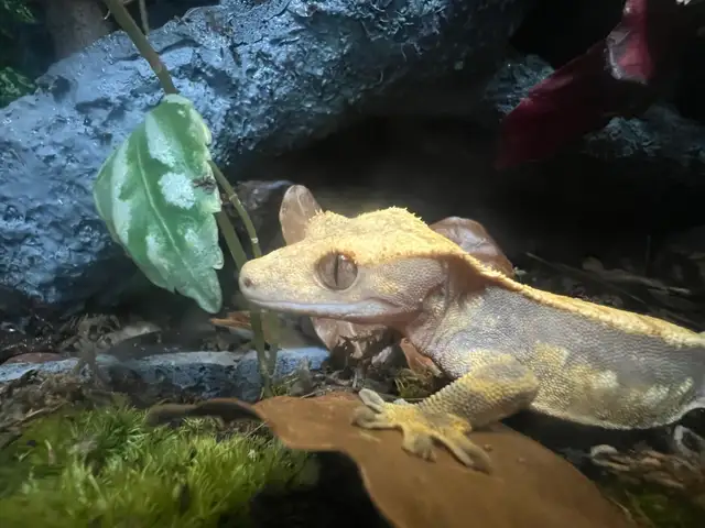2 year old female gecko