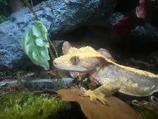 2 year old female gecko