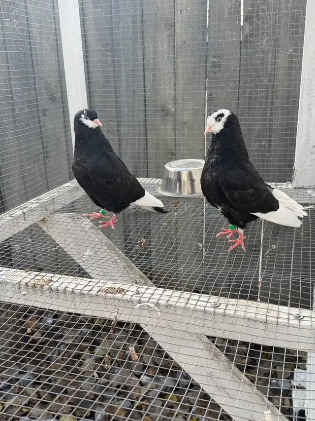 American Roller Pigeons - Young Birds. $25 each.