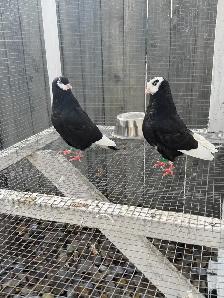 American Roller Pigeons - Young Birds. $25 each.