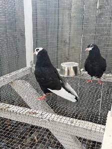 American Roller Pigeons - Young Birds. $25 each. - Photo 2