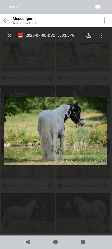 Legacy  gypsy 2 ans et demi - Photo 2