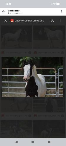 Legacy  gypsy 2 ans et demi - Photo 3
