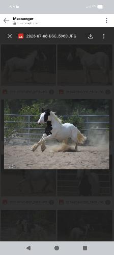 Legacy  gypsy 2 ans et demi - Photo 4