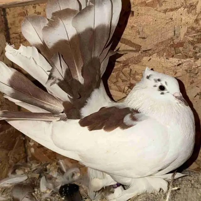 Indian Fantail Pigeon hen. $50.