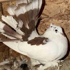 Indian Fantail Pigeon hen. $50.