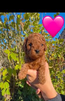 Mini Doodles looking for their forever homes! - Photo 2