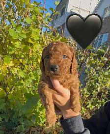 Mini Doodles looking for their forever homes! - Photo 3
