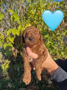 Mini Doodles looking for their forever homes! - Photo 4
