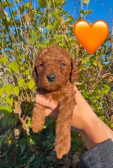 Mini Doodles looking for their forever homes! - Photo 5