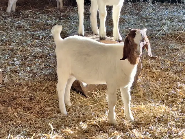 Boer buck kid goat