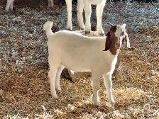 Boer buck kid goat