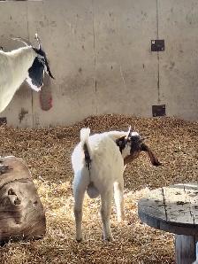 Boer buck kid goat - Photo 2
