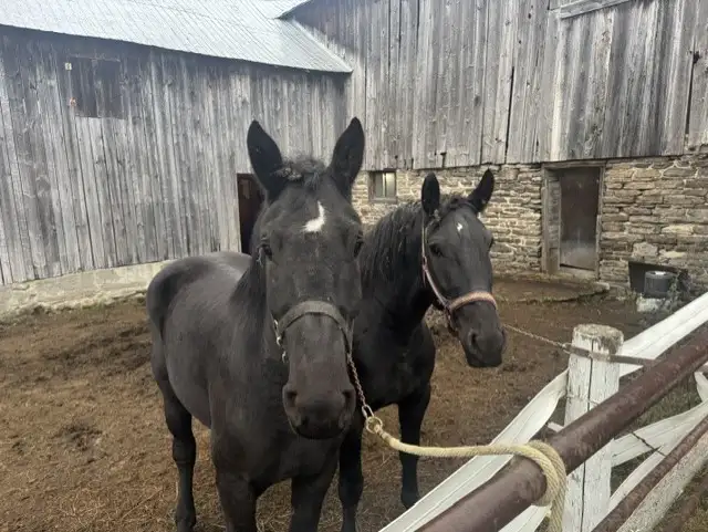 4 year old Percheron geldings