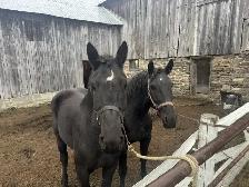 4 year old Percheron geldings