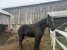 4 year old Percheron geldings - Photo 2
