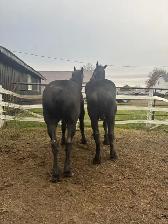 4 year old Percheron geldings - Photo 3