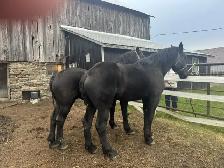 4 year old Percheron geldings - Photo 4