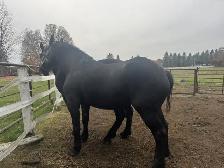 4 year old Percheron geldings - Photo 5
