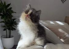 Chaton sibérien hypoallergénique
