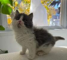 Chaton sibérien hypoallergénique - Photo 4