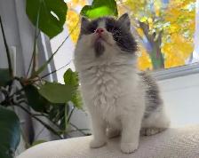 Chaton sibérien hypoallergénique - Photo 5