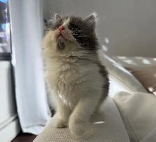 Chaton sibérien hypoallergénique - Photo 6
