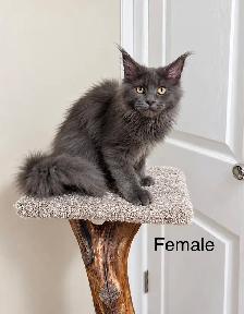 Maine Coon Kittens - Photo 3