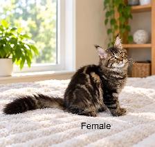 Maine Coon Kittens - Photo 4