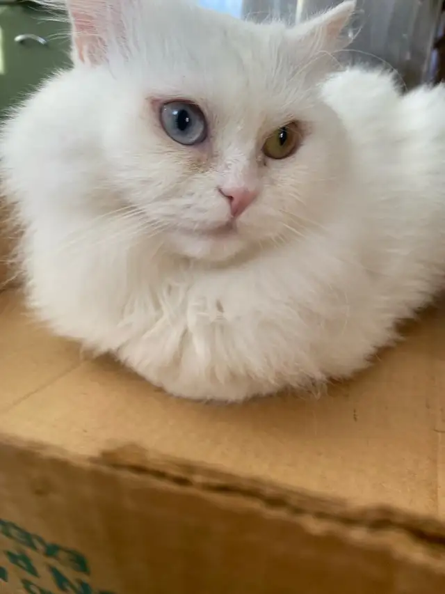 female Persian Cat
