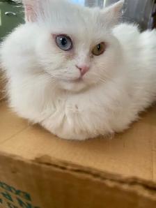 female Persian Cat