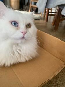 female Persian Cat - Photo 2