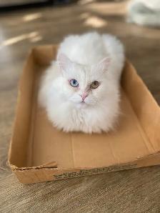 female Persian Cat - Photo 3