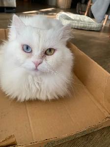 female Persian Cat - Photo 4