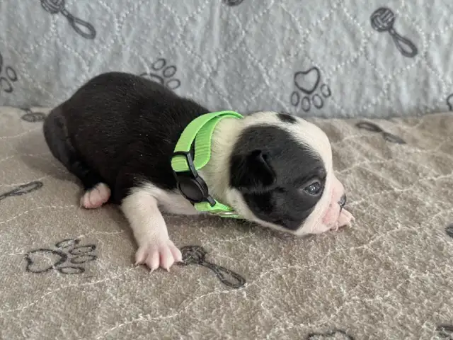 BOSTON TERRIER - MÂLES