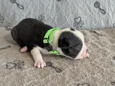 BOSTON TERRIER - MÂLES