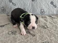 BOSTON TERRIER - MÂLES - Photo 2