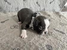 BOSTON TERRIER - MÂLES - Photo 3