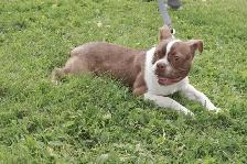 BOSTON TERRIER - MÂLES - Photo 5