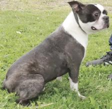 BOSTON TERRIER - MÂLES - Photo 6