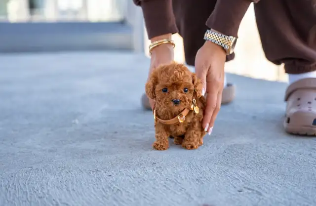 Poodle for sale