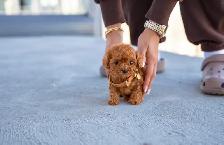 Poodle for sale