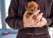 Poodle for sale - Photo 2