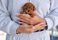 Poodle for sale - Photo 3