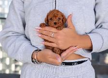 Poodle for sale - Photo 4