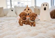 Poodle for sale - Photo 5