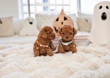 Poodle for sale - Photo 6