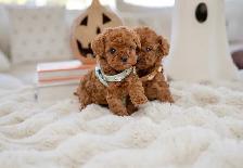 Poodle for sale - Photo 7